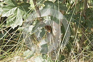 close-up: pale brown butterfly with dark brown wavy markings