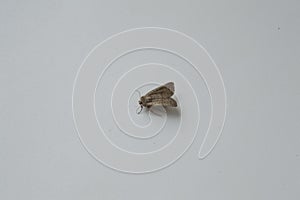 close-up: pale brown sod webworm on white background