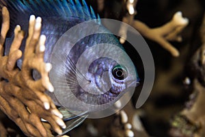 Close up of a Pale Damselfish Amblyglyphidodon indicus