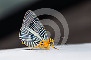 Pale Green Awlet butterfly