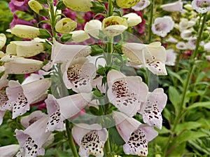 Digitalis purpurea `Camelot Lavender` photo