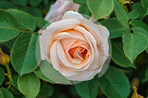 Close up of a pale orange rose bloom