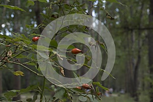 close-up: pale orange roseship branches with fruits