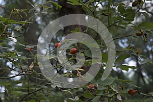 close-up: pale orange roseship branches with fruits