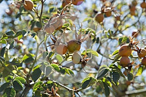 close-up: pale orange roseship branches with fruits