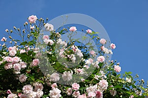Close up of pale pink blossoms of rambler or climbing roses against blue sky, dreamy inflorescence in a romantic country cottage