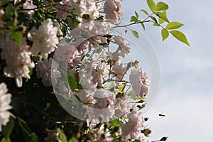 Close up of pale pink blossoms of rambler or climbing roses against pale blue sky on blurred background., dreamy inflorescence  in