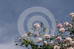 Close up of pale pink blossoms of rambler or climbing roses against pale blue sky, dreamy inflorescence  in a romantic country