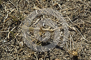 close-up: pale yellow cone-headed grasshopper imitating dry yellow grass