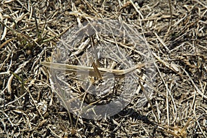 close-up: pale yellow cone-headed grasshopper imitating dry yellow grass