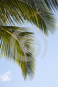 Close up of palm frond.