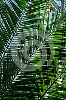 Close up of palm leaf. Abstract minimal interior design background decor template mockup. Concept of ecology exotic