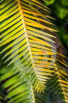 Close-Up of Palm Leaf as green textured, tropical background