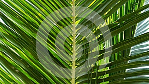 Close-up palm leaf, floral background and texture