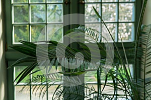 Close up of palm leaf next to old window. Abstract minimal interior design background decor template mockup. Concept of