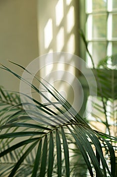 Close up of palm leaf next to old window. Abstract minimal interior design background decor template mockup. Concept of