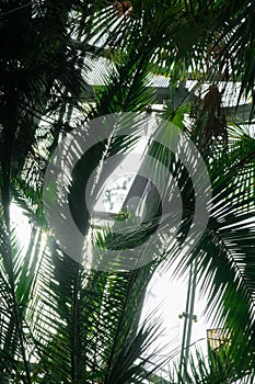 Close up of palm leaf next to old window. Abstract minimal interior design background decor template mockup. Concept of