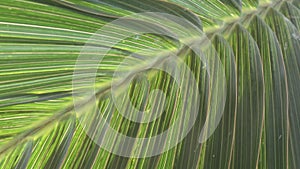 Close-up palm leaf, tropical coconut palm fronts sway in a gentle breeze. Dolly shot