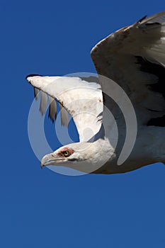 Close-up of a Palm-nut vulture in flight