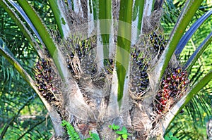 Close up of palm oil tree