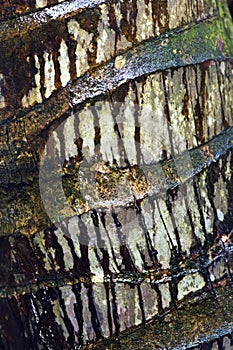 Close-up of a palm tree bark photo
