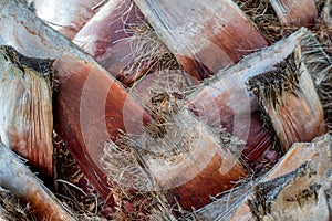 Close-up of palm tree bark