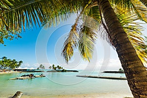 Close up of a palm tree in Bas du Fort beach in Guadeloupe