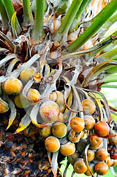 Close up of palm tree fruit - Cycas