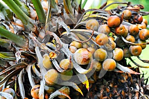 Close up of palm tree fruit - Cycas circinalis