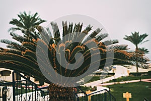 Close-up of a palm tree in a hotel in Egypt