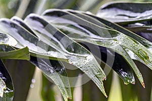 Close up Palm Tree Leaf