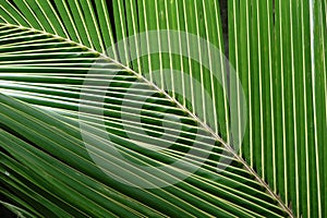 Close up of a palm tree leaf, nature background