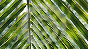 Close up of palm tree leaf at sunny day outdoors