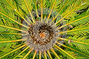 Close up of a palm tree leaves