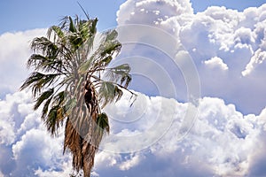 Close up of Palm tree; storm clouds visible in the background; California