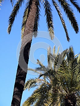 Close-up Palm Trees against a blue sky