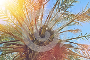 Close-up of palm trunk and leaves in sun light with beautiful bl