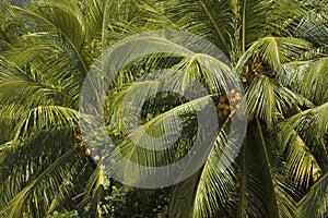 Close-up of a palmtree.