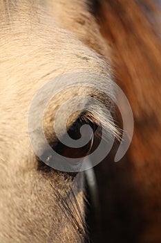 Close up of palomino horse eye