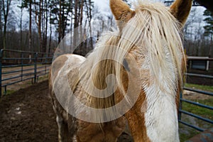 Close-up Palomino Horse with Flowing Mane in Autumn Rural Setting