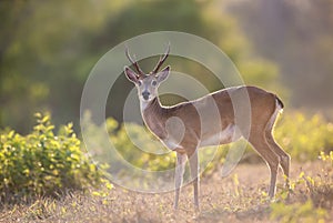 Close up of a Pampas deer at sunset