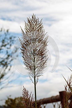 Close up of a pampas grass branch in front of cloudy sky