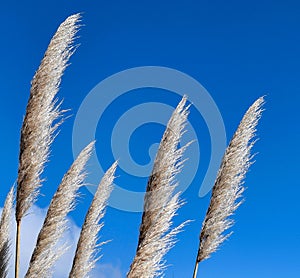 Close up of Pampas Grass flowering plumes of white - gray plumes under a magnificent blue sky. Argentina