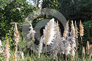 Close up of pampas grasses with trees on background, New Zealand