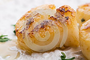 Close up of pan seared sea scallops