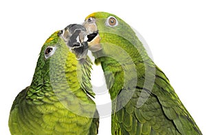 Close-up of a Panama Amazon and Yellow-crowned Amazon pecking