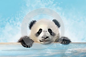 Close up Panda bear portrait on blue sky background. Panda on the nature. Zoo, Wildlife, Banner. Panda concept