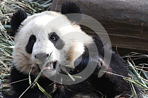 Close up Panda Cub , Chengdu, China