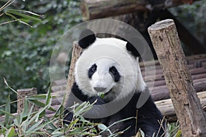 Close-Up Panda`s Face, Chengdu, China