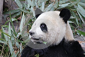 Close-up Panda`s Fluffy Face, Chengdu, China